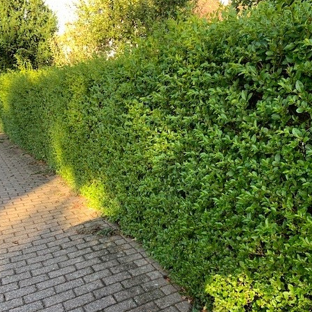 ligustrum ovalifolium2