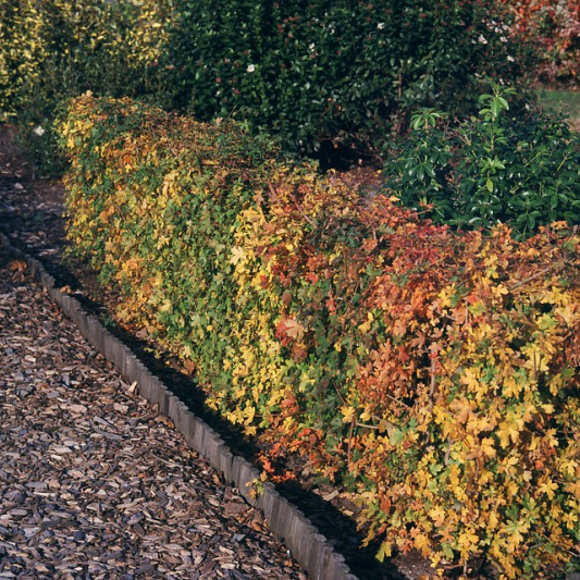 crataegus monogyna