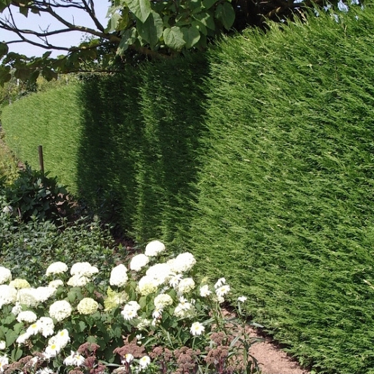 cupressocyparis leylandii 2