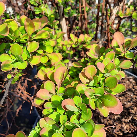 berberis thunbergii