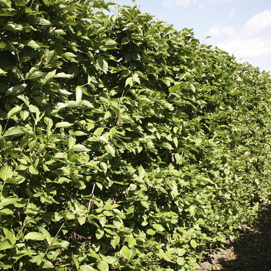 05 cornus mas summer rgb