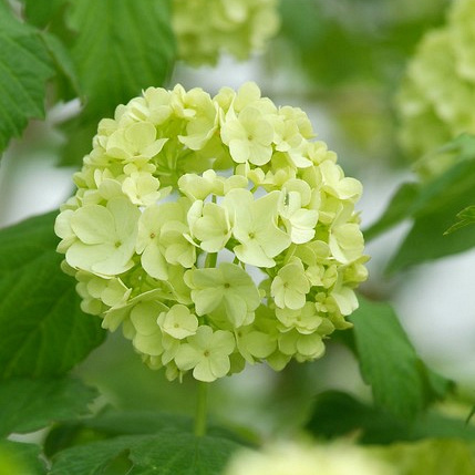 viburnum opulus roseum