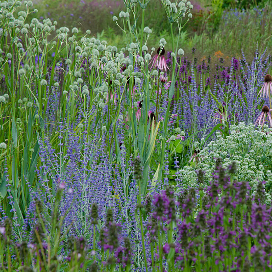 planta borderpakket header
