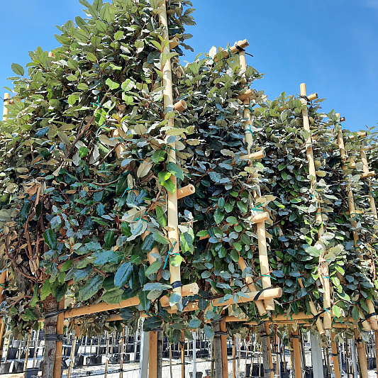 groenblijvende leibomen 1 