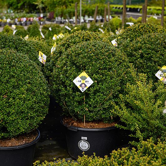 0217 lilian fotografie planta de bilt fotoshoot 20220513