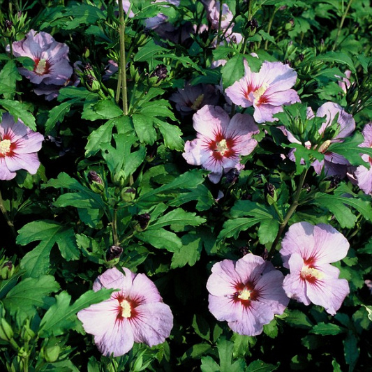 hibiscus syriacus oiseau bleu (2)