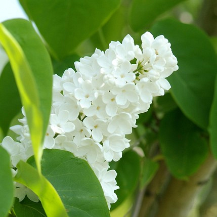 syringa vulgaris mme florent stepman