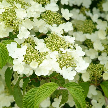 viburnum plicatum lanarth