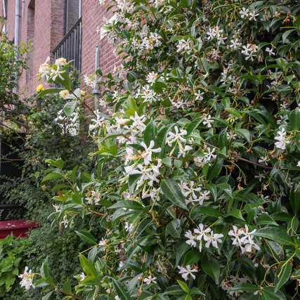 Toscaanse Jasmijn in bloei, opklimmend tegen muur