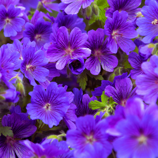 geranium(1)