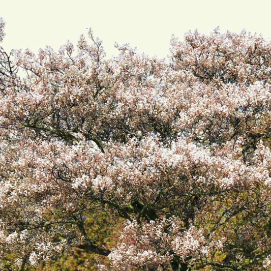 amelanchier(1)
