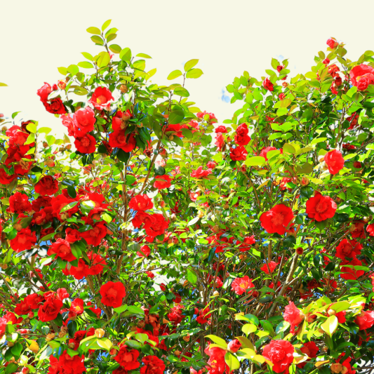 camellia