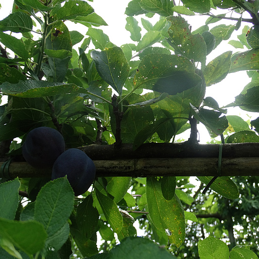 prunus domestica opal lage leivorm 