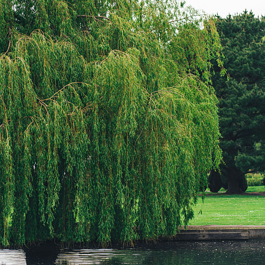 williow