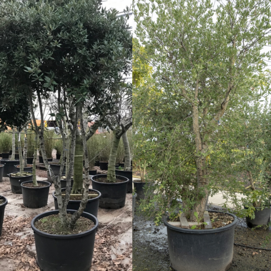 quercus