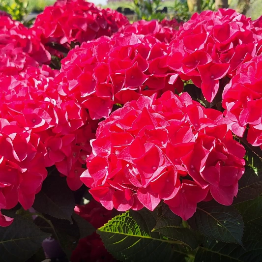 20240625 112458 copy