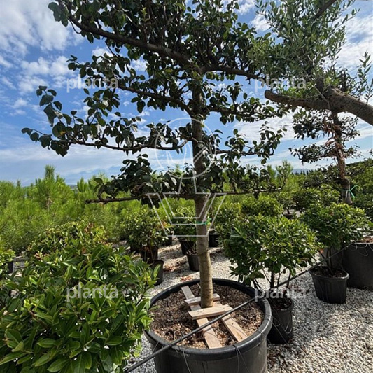 421337 prdrcoul 2025 08 01 tag10 perceel volle grond c9a3dd8193cced2d9fb7e241752f3687