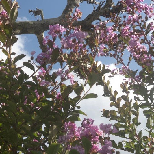 lagerstroemia
