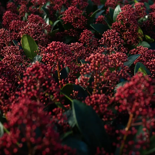 skimmia