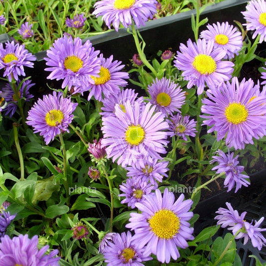 71408 asalpinu 2021 08 09 tag9 close up c575d00bfd6f109b611716f8f0ca50ba