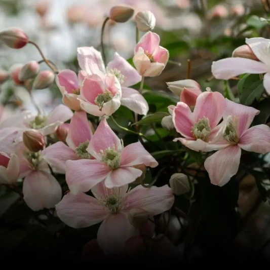 clematis