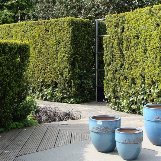 taxus media hilii 