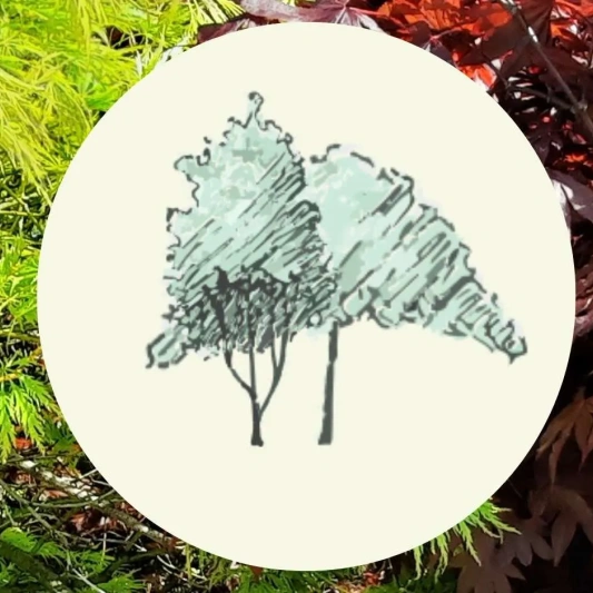 japanse esdoorn copy