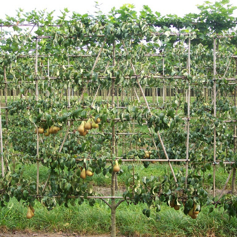 pyrus communis conference 10 12 medium 