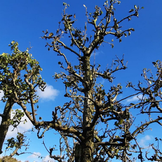 oude fruitbomen met knotvorm