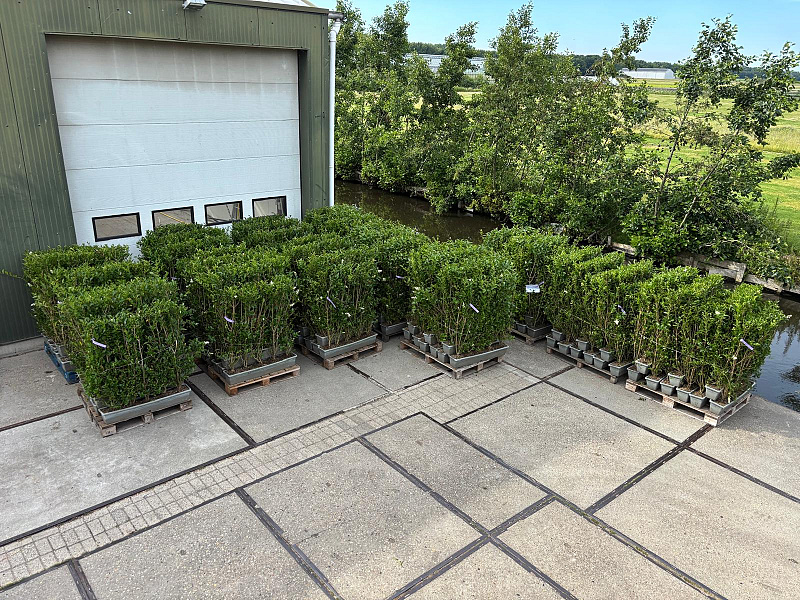 Meenemhagen op de kwekerij