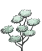 bonsai