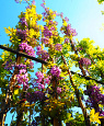 Wisteria